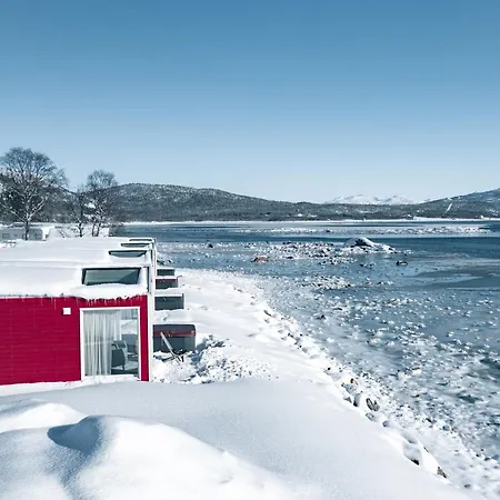Norwegian Wild *