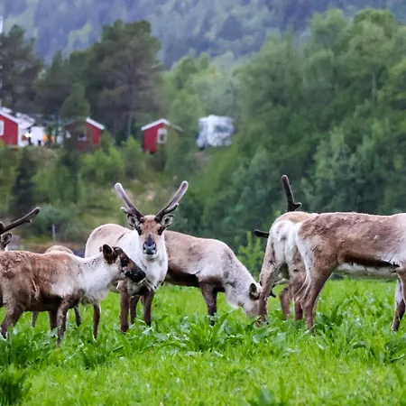Norwegian Wild Brygghaugen