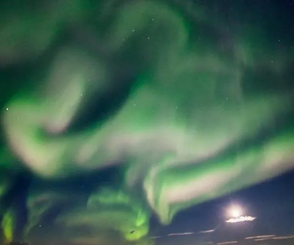 Lodge Norwegian Wild